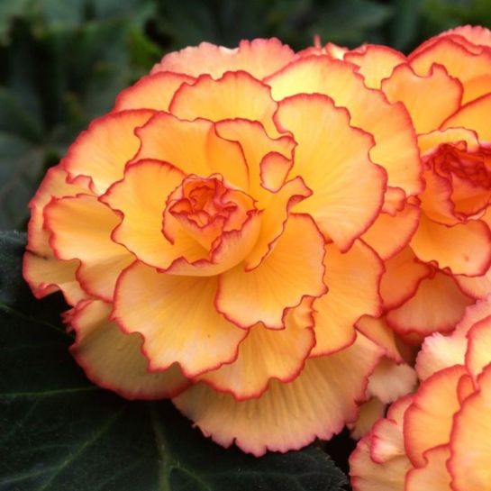 Бегония Америгибрид Пикоти F1 Солнечная вспышка