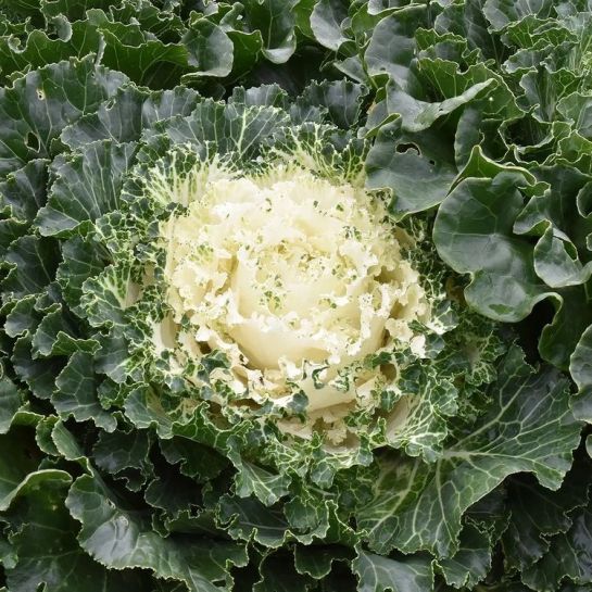 Капуста Шанни Пот F1 Ванильная (декоративная)