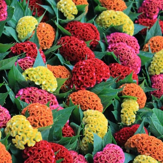 Целозия Вельветовые кружева смесь