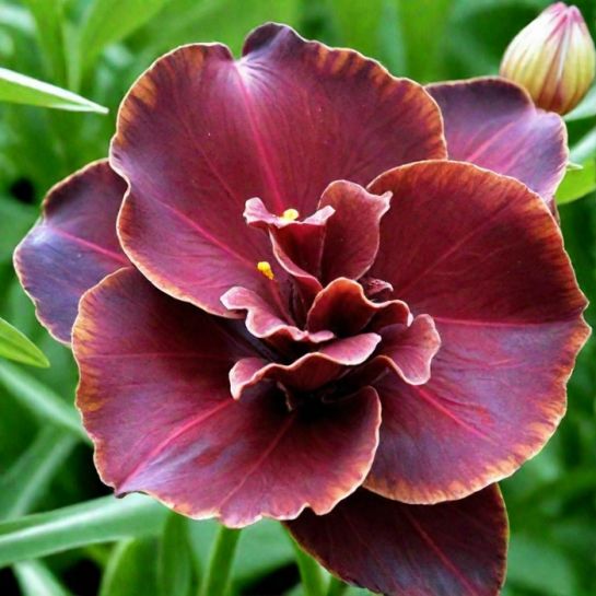 Лилейник Бургунди Лав