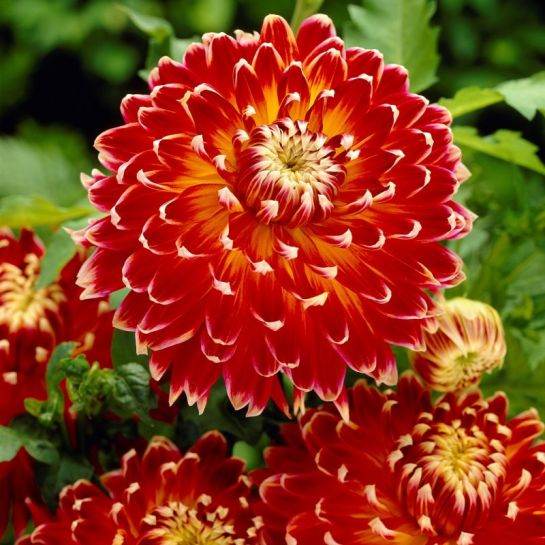 Георгина Акита