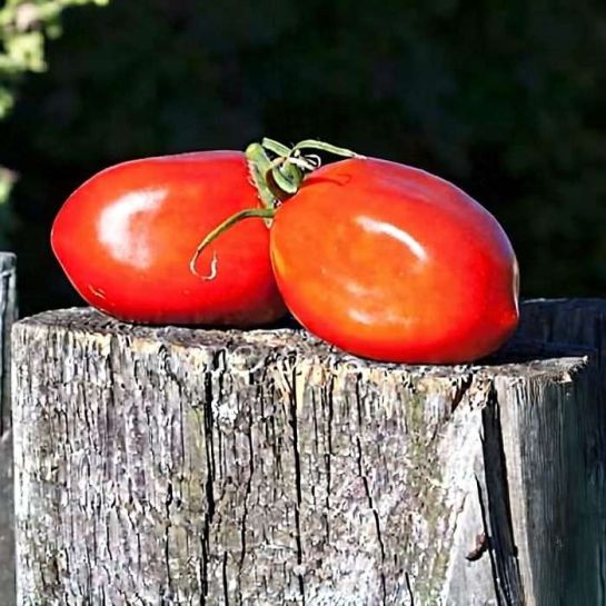 Томат Де Барао Гигант (большой пакет)