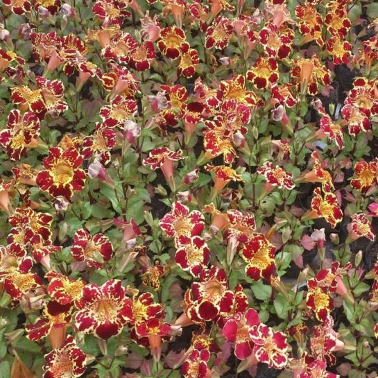 Мимулюс Медиус F1 протуберанцы