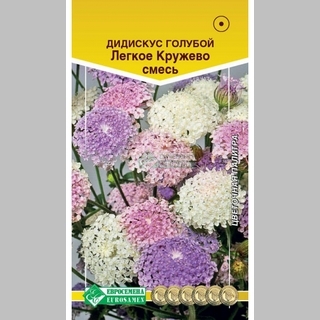 Дидискус Легкое Кружево - Семена Тут