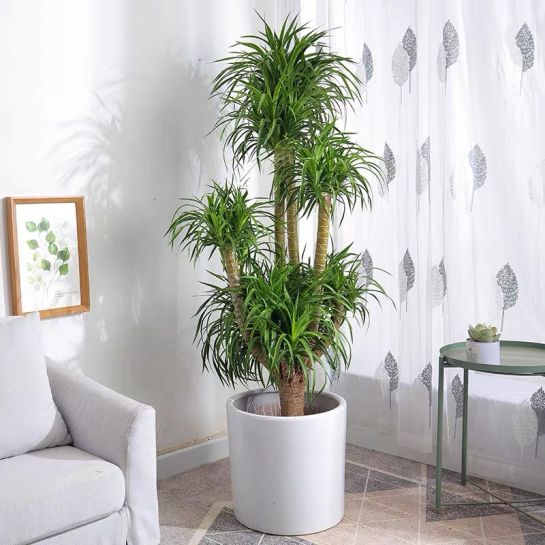 Драцена Драконовая Сирокко