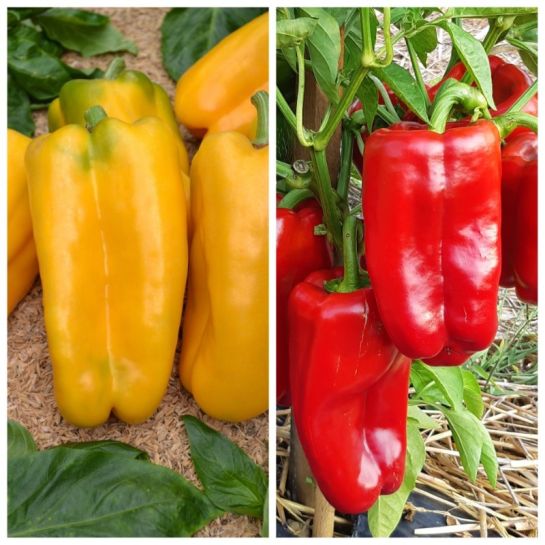 Дуэт Перец Бизон Желтый +Бизон Красный