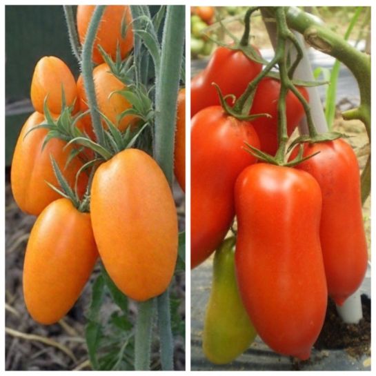 Дуэт Томат Чухлома +Хохлома