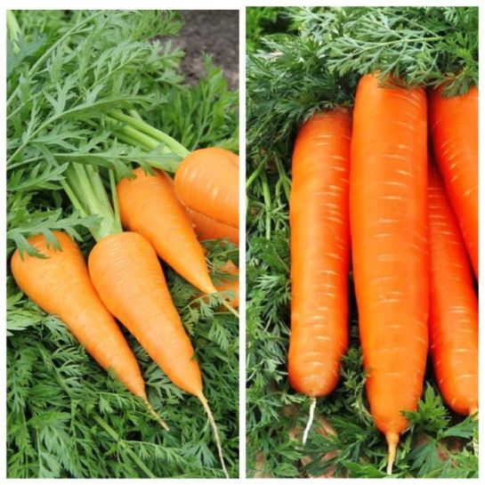 Дуэт Морковь Краса девица +Принцесса