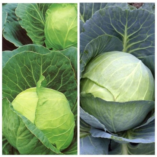 Дуэт Капуста Валентина F1 +Колобок F1