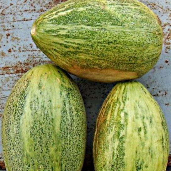 Дыня Карамель (Caramel) (большой пакет)