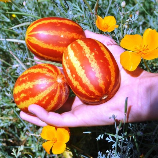 Дыня-малышка Красная Земля (Red Earth) (большой пакет)