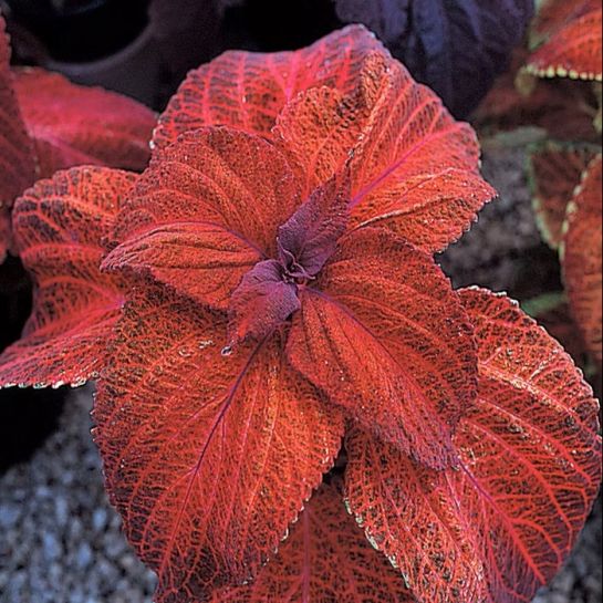 Колеус Гигантский Выставочный Магма (большой пакет)