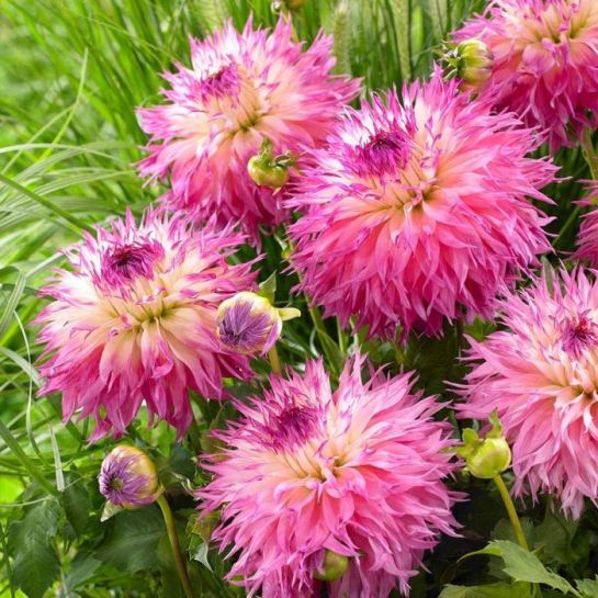 Георгина Пайнлендс Принцесс