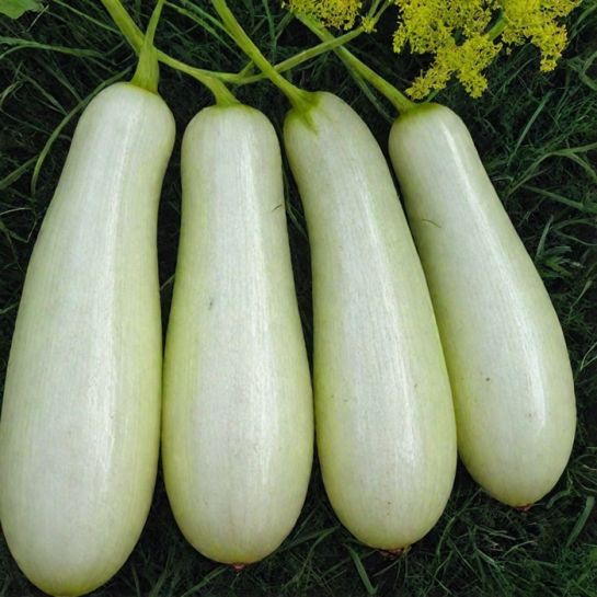 Кабачок Алтайский белый