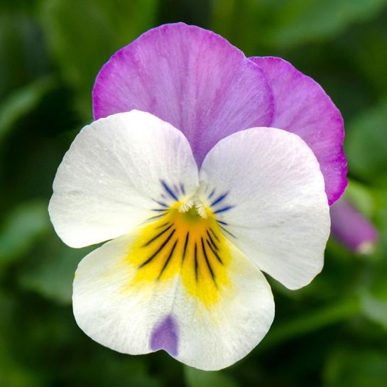 Фиалка Флорал Пауэр Вайт Роуз Винг (рогатая)