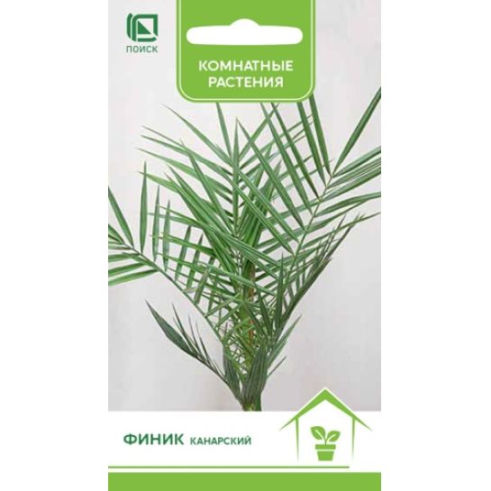 Финик канарский