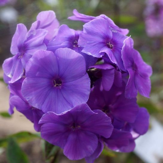 Флокс Аметист