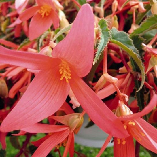 Бегония Копакабана Лососевая F1 боливийская (большой пакет)