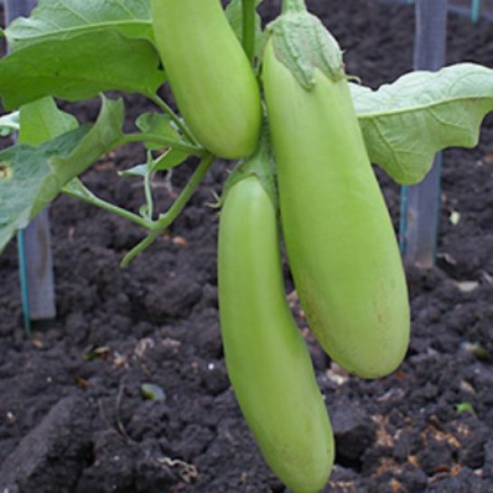 Баклажан Зелененький F1