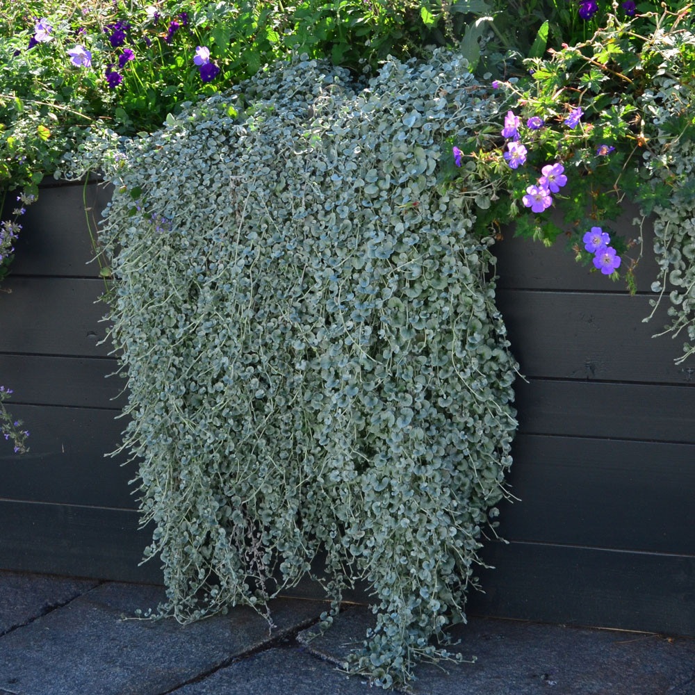 Dichondra argentea. Дихондра Silver Falls. Дихондра серебристый водопад. Дихондра ампельная. Дихондра ползучая Silver Falls.