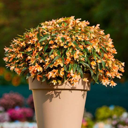 Бегония Копакабана Триколор F1 боливийская ампельная (большой пакет)