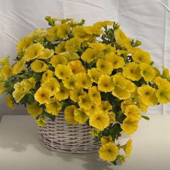 Петуния Май Джой Дип Голден