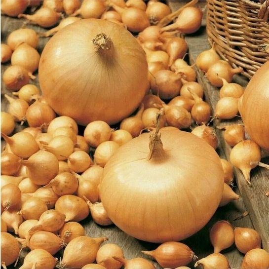 Лук севок Штуттгартер Ризен, 21-24, 500 гр