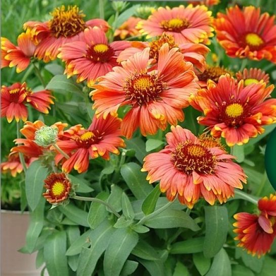 Гайлардия Аризона Ред Шейдс