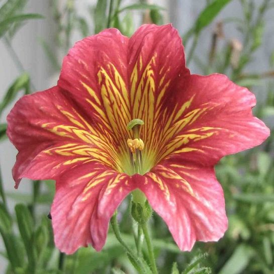 Сальпиглоссис Гармонист (выемчатый)