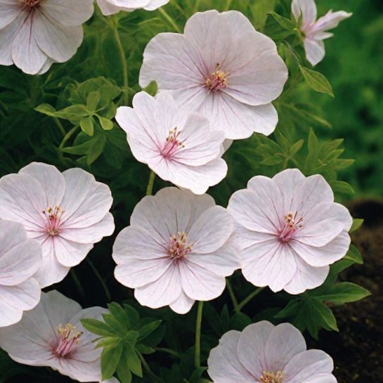 Герань Розовая дымка (кроваво-красная)