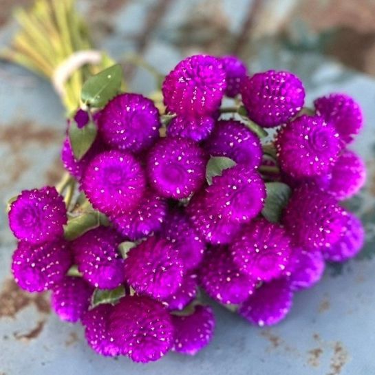 Гомфрена Buddy Purple (большой пакет)