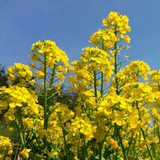 Горчица Белянка (белая) 1кг