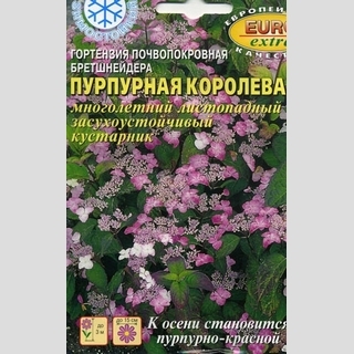 Гортензия Пурпурная королева (почвопокровная) - Семена Тут
