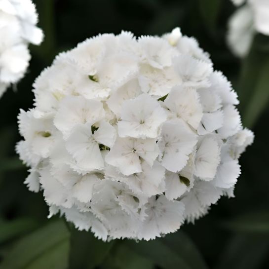 Гвоздика Бодештольц F1 Белая (турецкая)