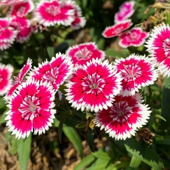 Гвоздика Бодештольц F1 Лососёво-белая (турецкая)