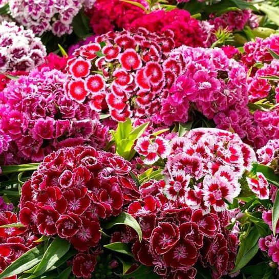 Гвоздика Бодештольц F1 смесь (турецкая)