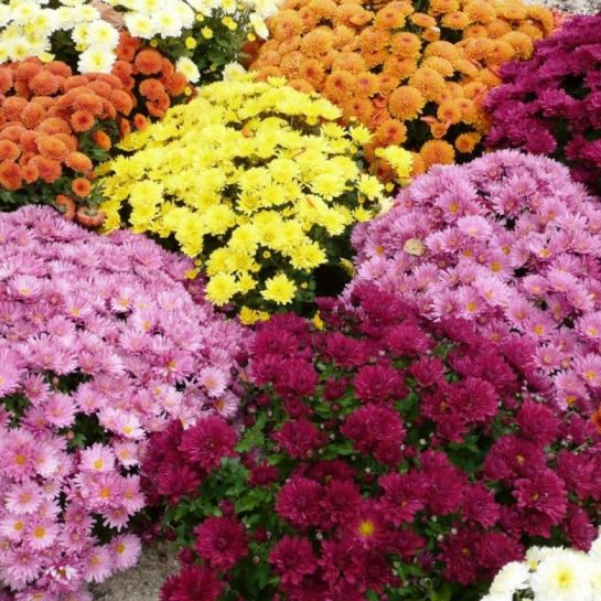 Хризантема Дизайнерская макси смесь