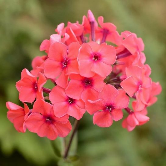 Флокс А.Е.Амос