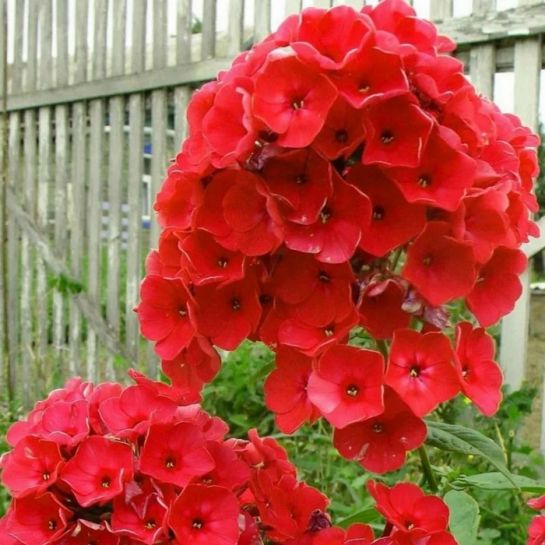 Флокс Ред Райдинг Худ