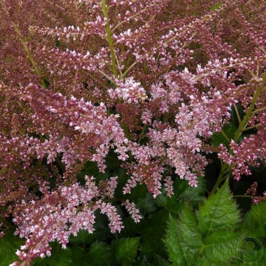 Астильба Рэззл Дэззл