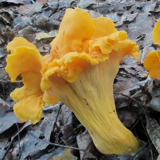 Лисичка Граненая (большой пакет)