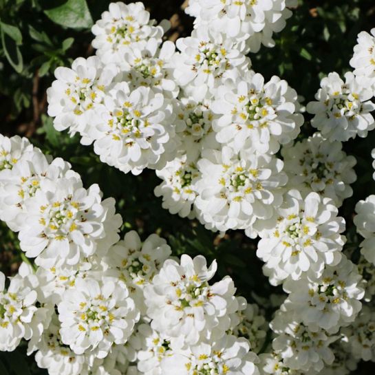 Иберис Таху (вечнозеленый)