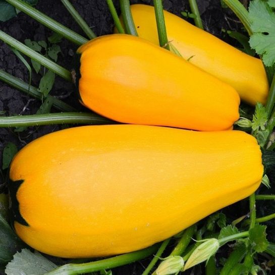 Кабачок Львёнок F1