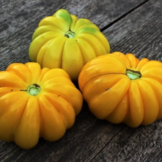 Томат Золотая Гармонь