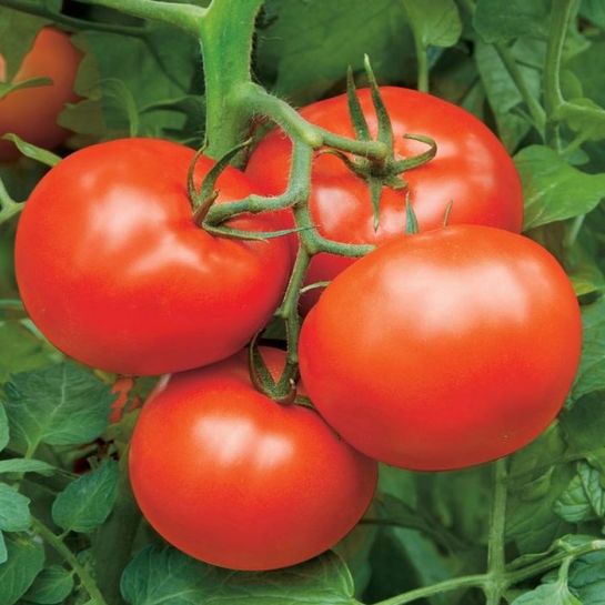 Томат Точка