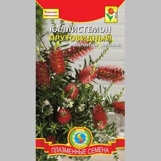 Каллистемон прутовидный - Семена Тут