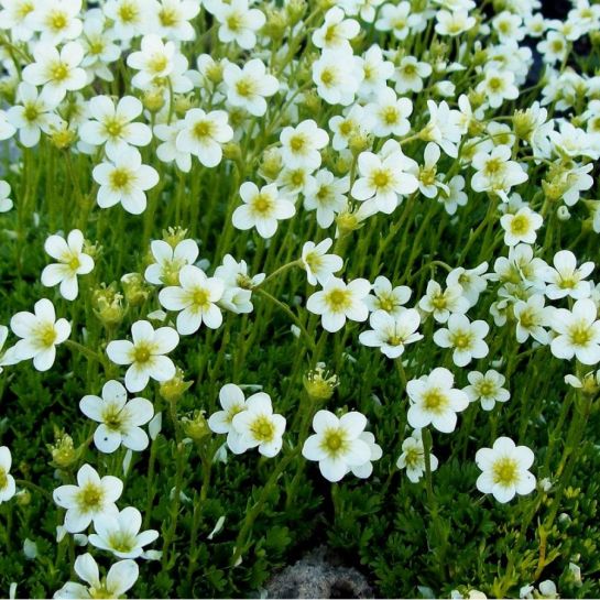 Камнеломка Снежный ковер