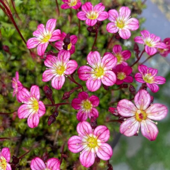 Камнеломка Розовый жакет (арендса)