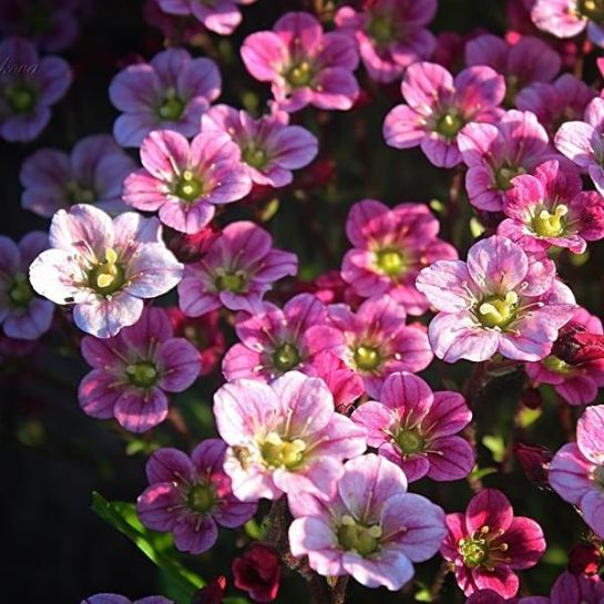 Камнеломка Самоцветы смесь