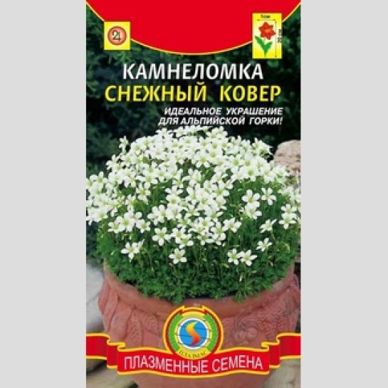 Камнеломка Снежный ковер